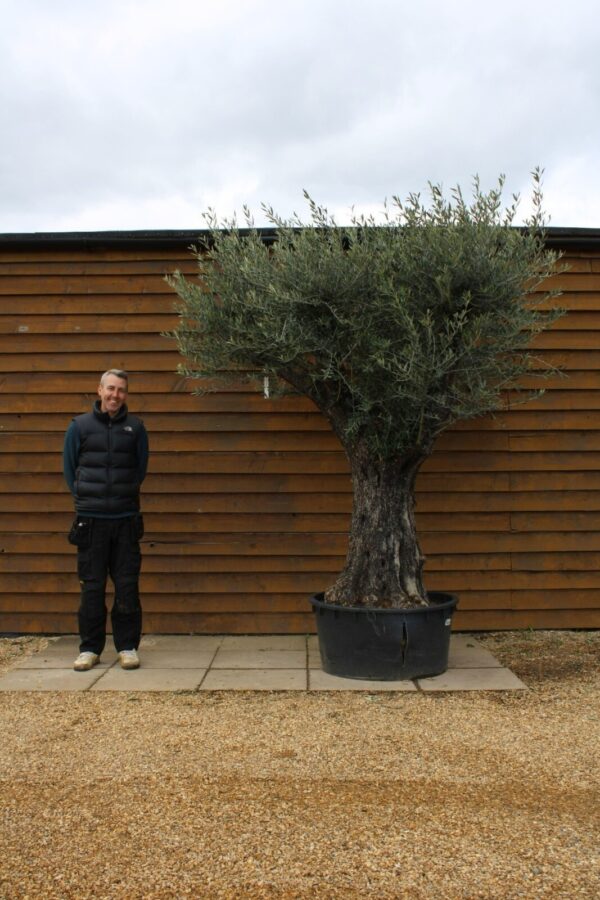 Hornachuelos Olive Tree 123 (2)