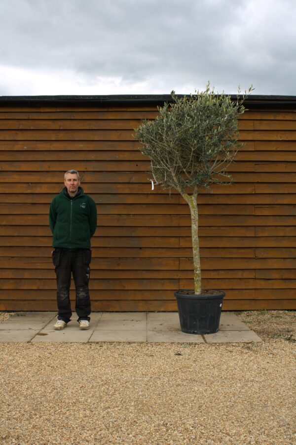 Large Chelsea Olive Tree 162 (1)