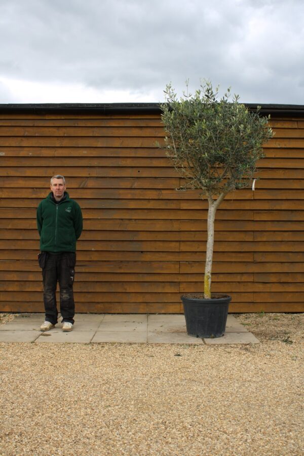 Large Chelsea Olive Tree 162 (2)