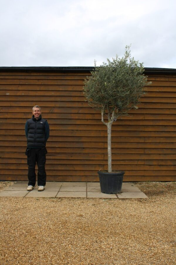 Large Chelsea Olive Tree 309 (1)