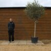 Large Chelsea Olive Tree 309 (2)