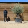 Multi Stem Bonsai Olive Tree 267 (1)