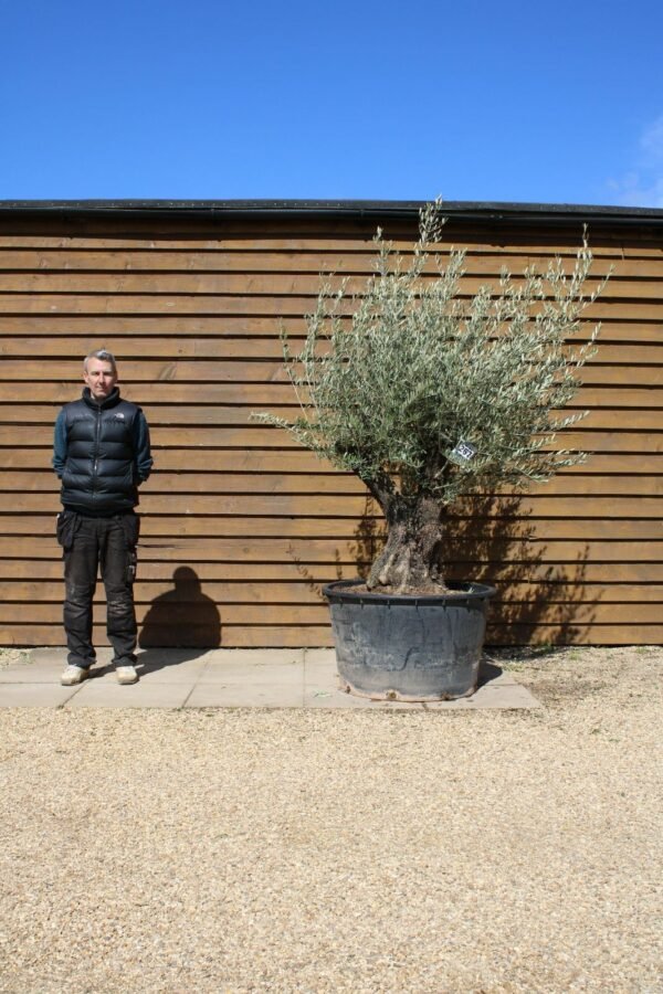 Multi Stem Bonsai Olive Tree 267 (2)