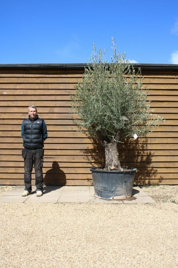 Multi Stem Bonsai Olive Tree 275 (1)