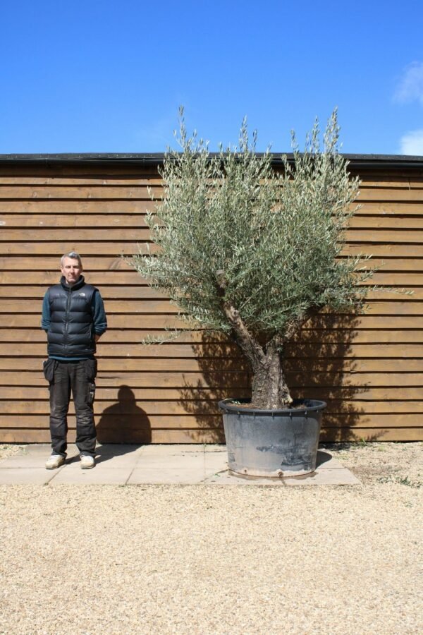 Multi Stem Bonsai Olive Tree 275 (2)