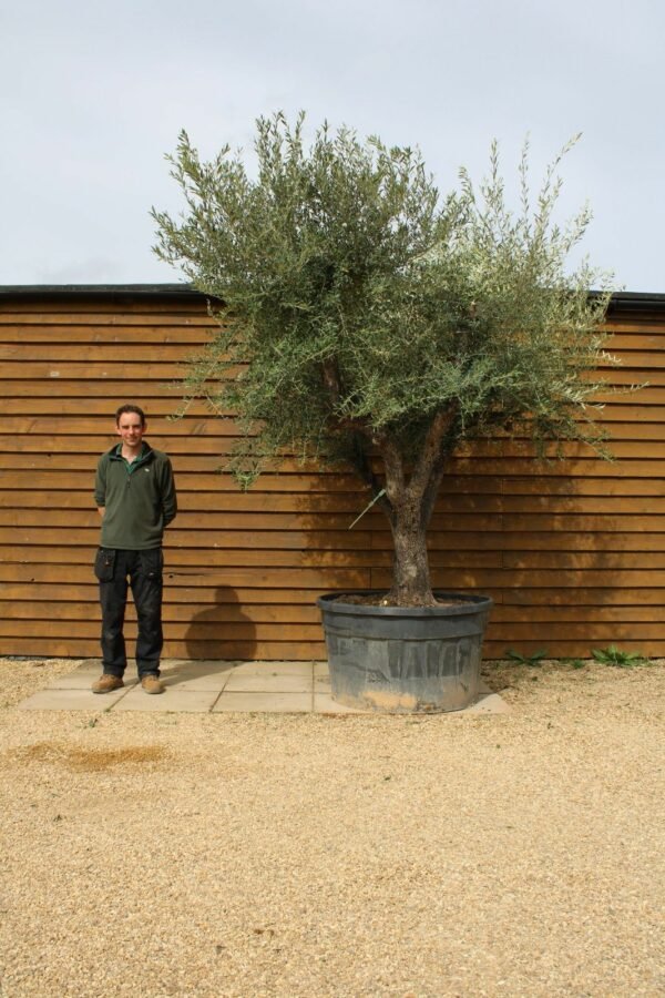 Multi Stem Shrub Olive Tree 237 (1)