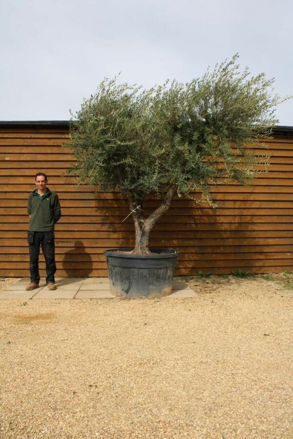 Multi Stem Shrub Olive Tree 237 (2)