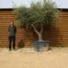 Multi Stem Shrub Olive Tree 237 (3)