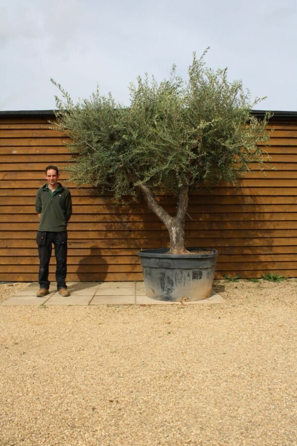 Multi Stem Shrub Olive Tree 237 (3)