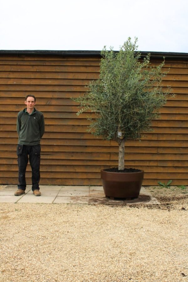 Potted 30 40 Top Worked Olive Tree 238 (1)