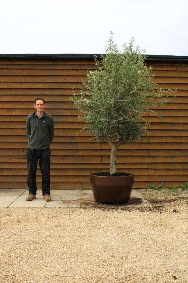 Potted 30 40 Top Worked Olive Tree 238 (2)