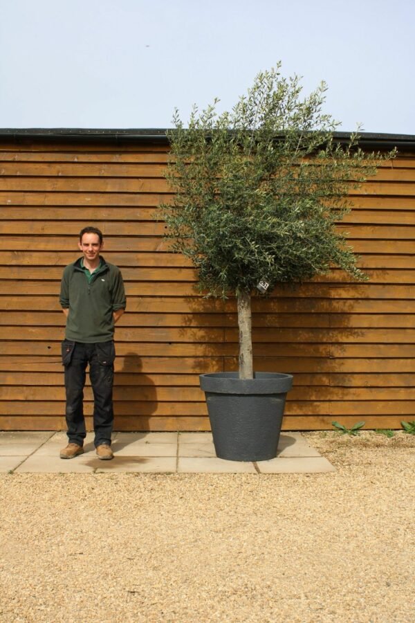 Potted 30 40 Top Worked Olive Tree 251 (1)