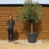 Potted 30 40 Top Worked Olive Tree 251 (2)
