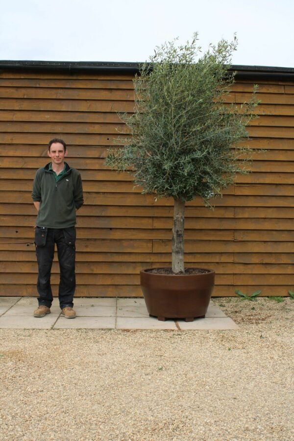 Potted 30 40 Top Worked Olive Tree 359 (1)