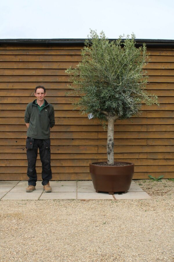 Potted 30 40 Top Worked Olive Tree 359 (2)