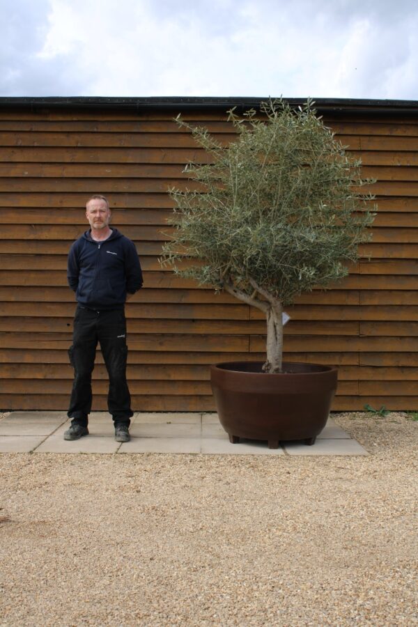 Potted 30 50 Multi Stem Olive Tree 239 (1)