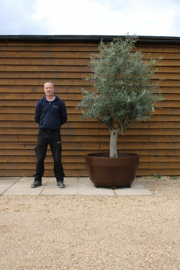 Potted 30 50 Multi Stem Olive Tree 239 (2)