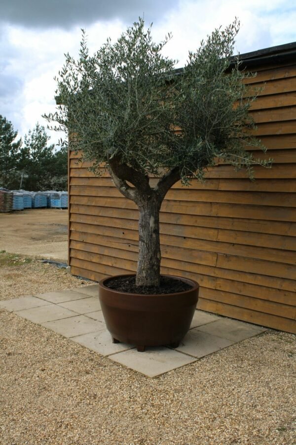 Potted 55 75 Multi Stem Olive Tree 254 (2)