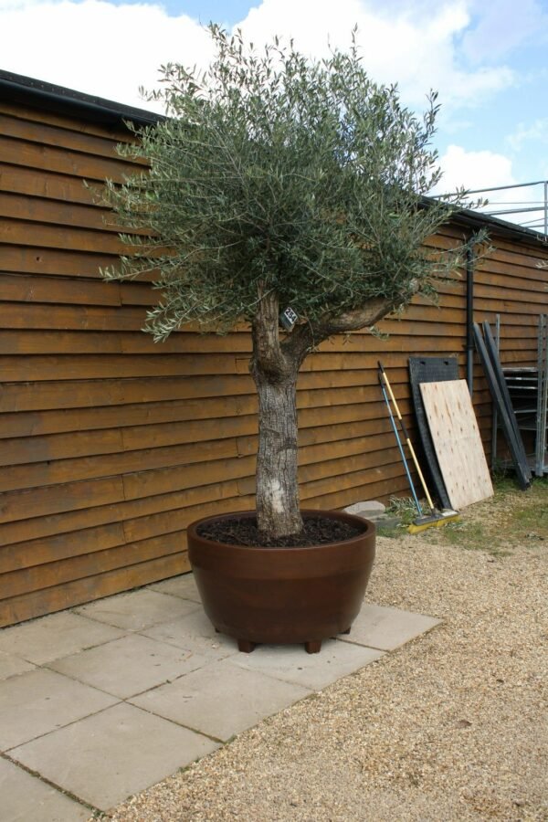 Potted 55 75 Multi Stem Olive Tree 254 (3)