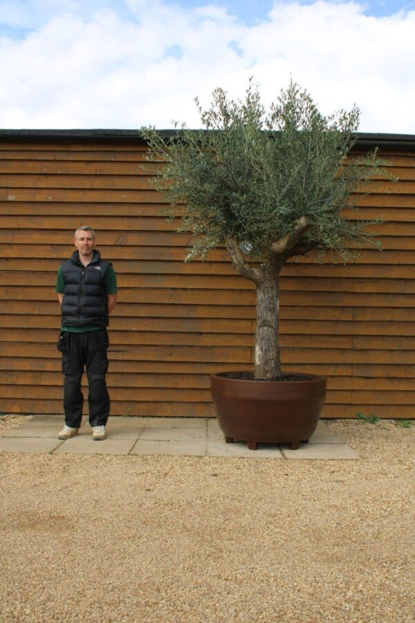 Potted 55 75 Multi Stem Olive Tree 254 (4)