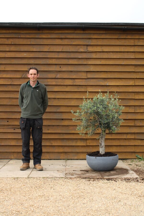 Potted 60cm Bowl Olive Tree 288 (1)