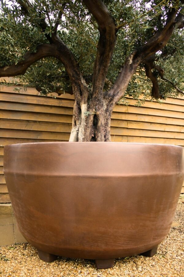Potted Ancient Multi Stem Olive Tree 190 (1)