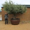 Potted Ancient Multi Stem Olive Tree 190 (2)