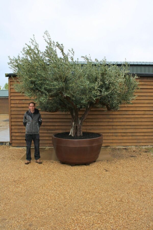 Potted Ancient Multi Stem Olive Tree 190 (2)