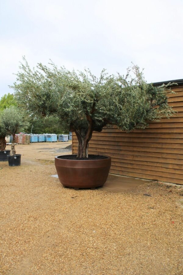 Potted Ancient Multi Stem Olive Tree 190 (3)
