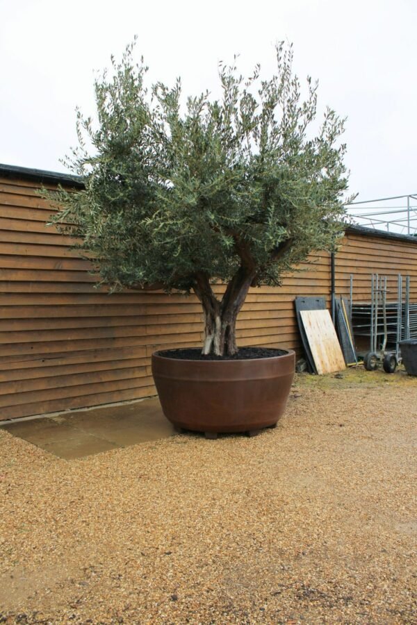 Potted Ancient Multi Stem Olive Tree 190 (4)