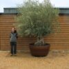 Potted Ancient Olive Tree 149 (1)