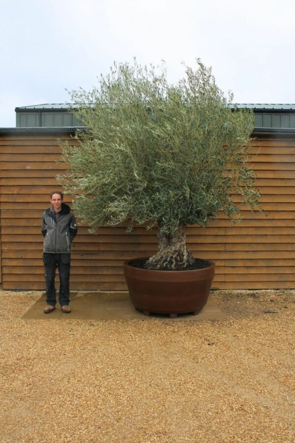 Potted Ancient Olive Tree 149 (1)