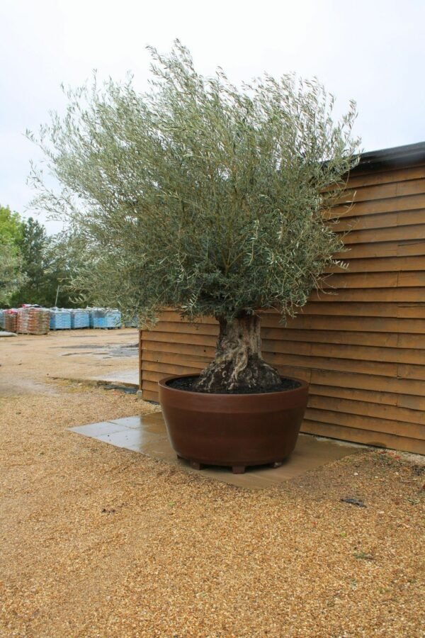 Potted Ancient Olive Tree 149 (2)