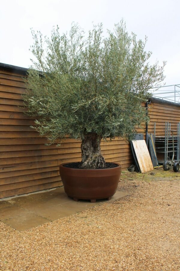 Potted Ancient Olive Tree 149 (3)