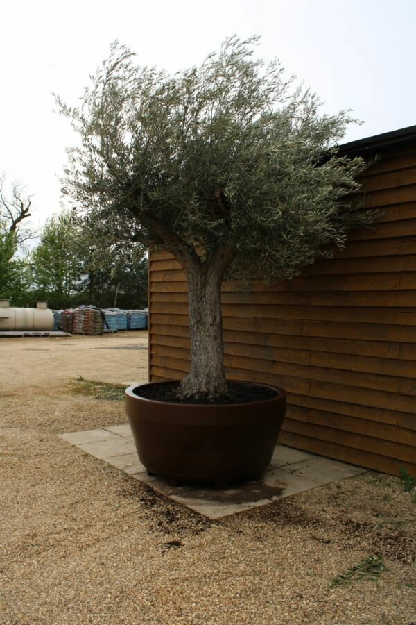 Potted Tall Stem Ancient Olive Tree 349 (1)