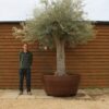 Potted Tall Stem Ancient Olive Tree 349 (4)