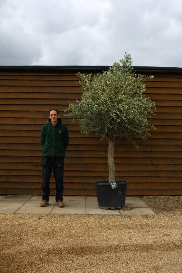 Top Worked Olive Tree 194 (1)