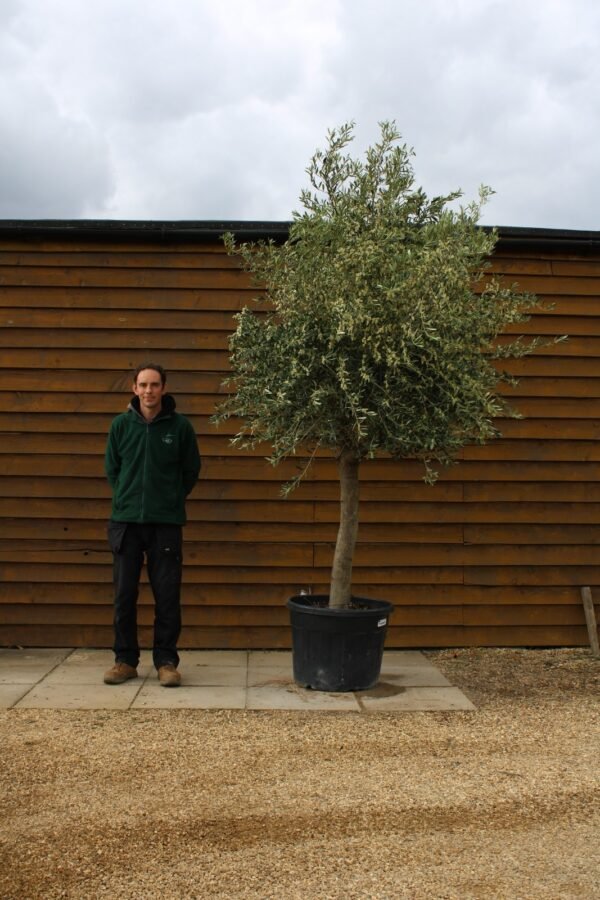 Top Worked Olive Tree 194 (2)
