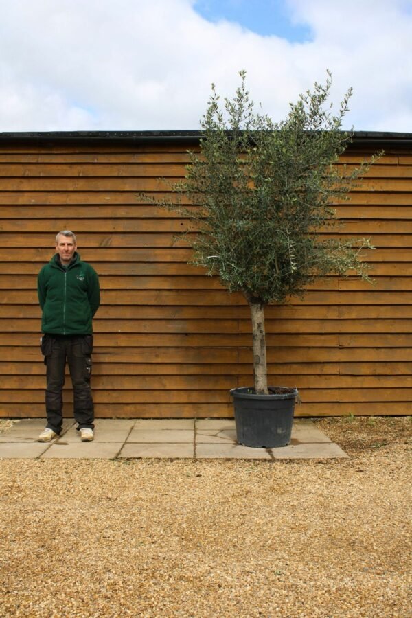 Top Worked Olive Tree 244 (1)