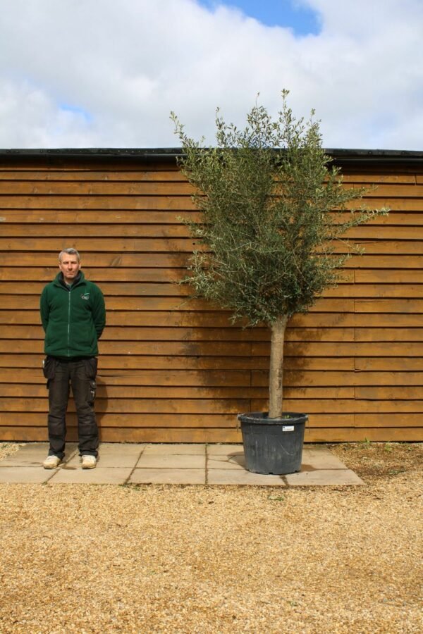Top Worked Olive Tree 244 (2)