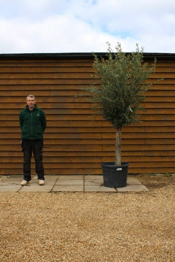 Top Worked Olive Tree 298 (1)