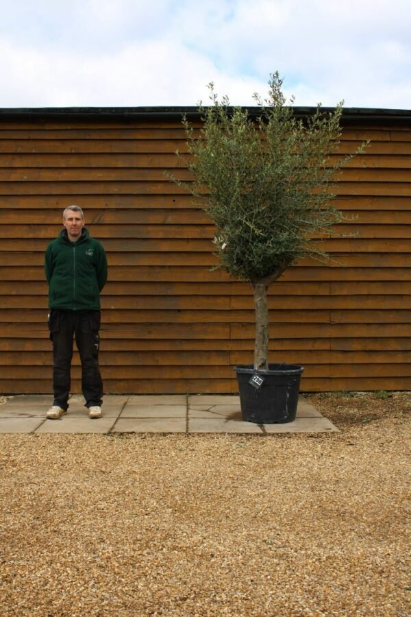 Top Worked Olive Tree 298 (2)