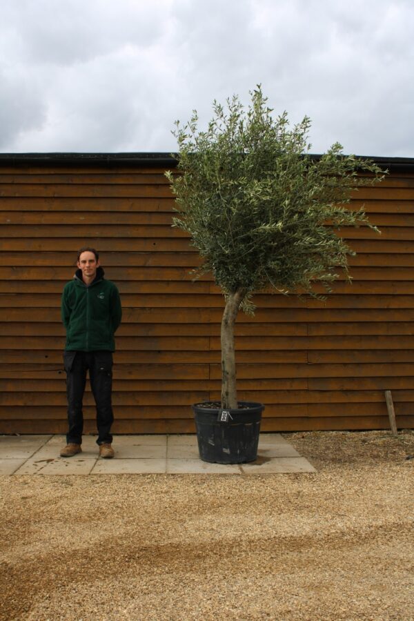 Top Worked Olive Tree 306 (1)