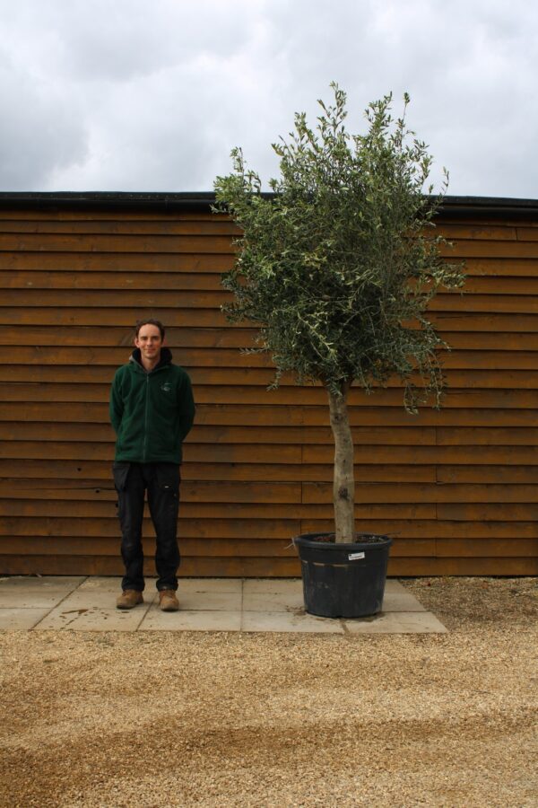 Top Worked Olive Tree 306 (2)