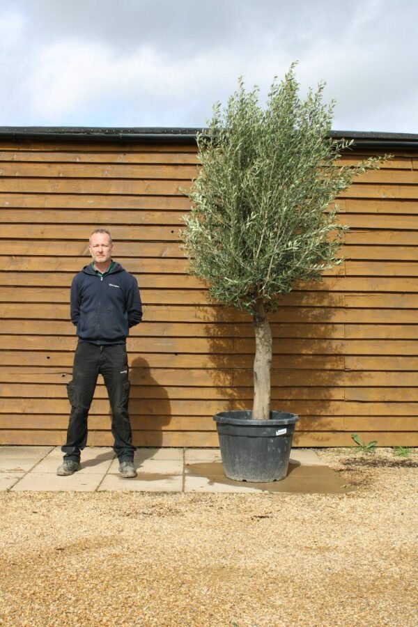 Top Worked Olive Tree 312 (1)