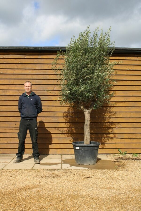 Top Worked Olive Tree 312 (2)
