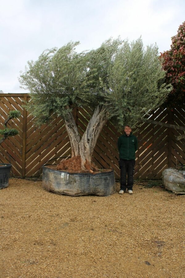 XL Double Trunk Olive Tree M-5518 (1)