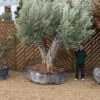 XL Double Trunk Olive Tree M-5518 (2)