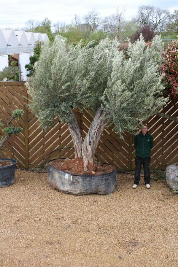 XL Double Trunk Olive Tree M-5518 (2)