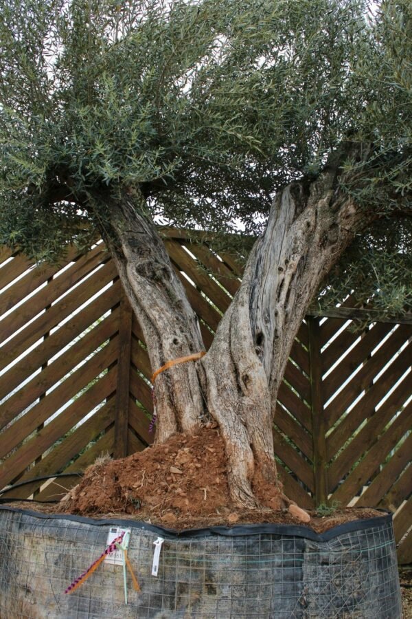 XL Double Trunk Olive Tree M-5518 (3)